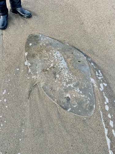 ツバクロエイの釣果