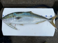 イナダの釣果