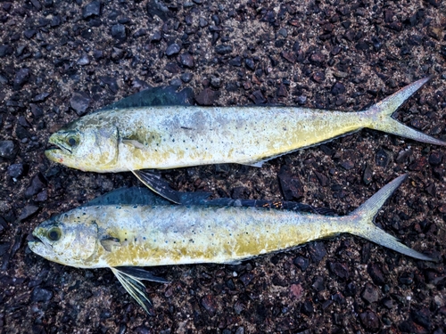 シイラの釣果