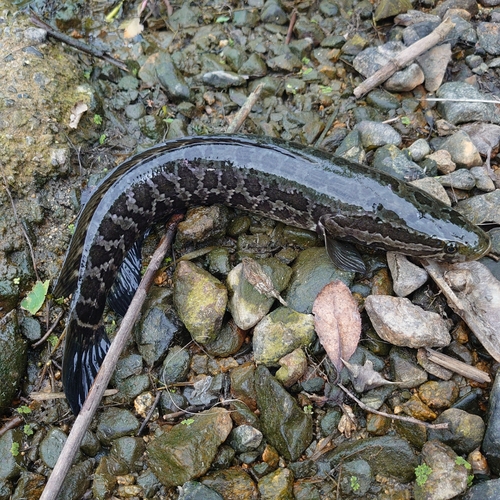 ライギョの釣果