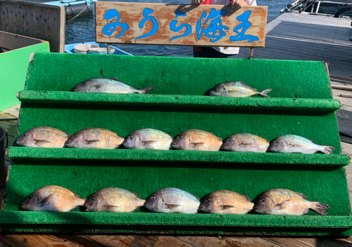 マダイの釣果