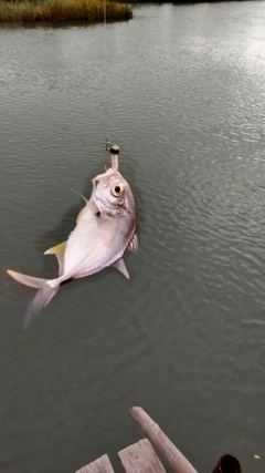 メッキの釣果