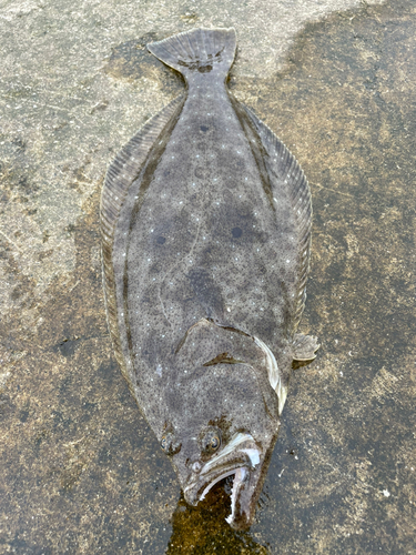 ヒラメの釣果