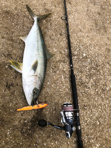 ヒラマサの釣果