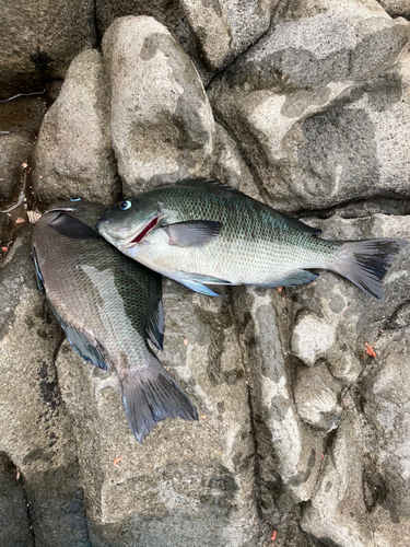 メジナの釣果