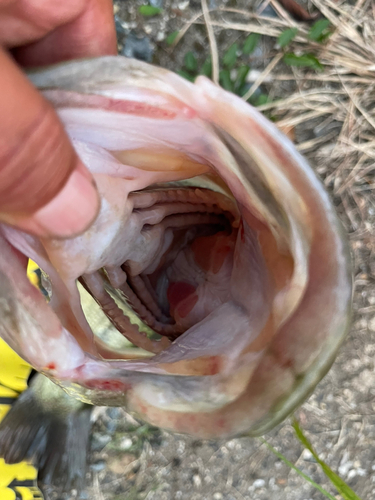 ブラックバスの釣果