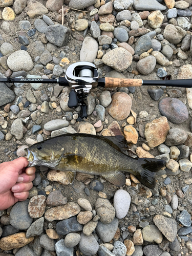 スモールマウスバスの釣果