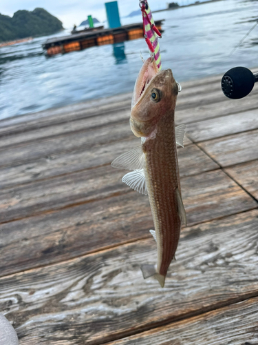 エソの釣果