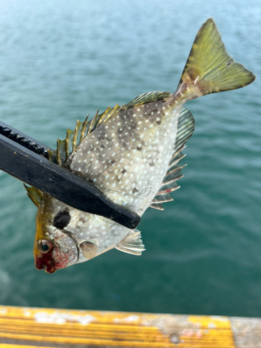 バリの釣果