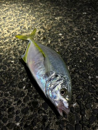 シマアジの釣果