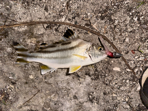 コトヒキの釣果