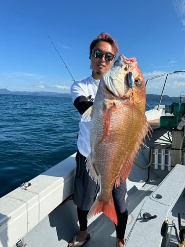 マダイの釣果