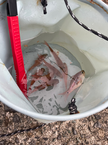 ネンブツダイの釣果