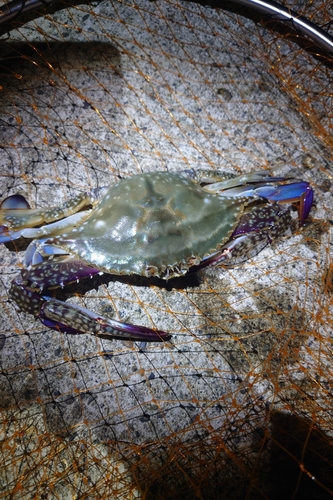 タイワンガザミの釣果