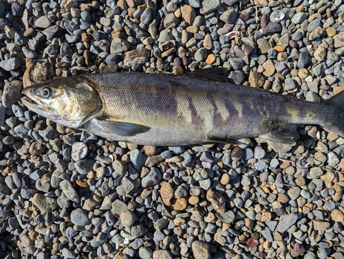 シロザケの釣果