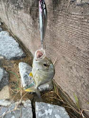 メッキの釣果