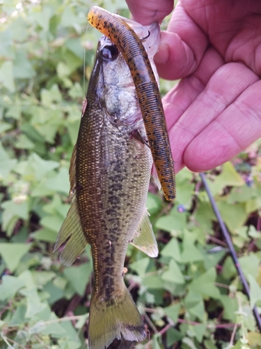 ラージマウスバスの釣果