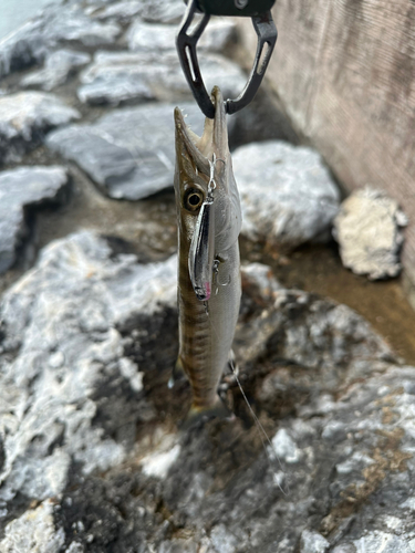 カマスの釣果