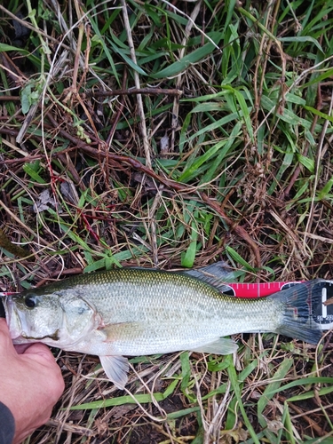 ラージマウスバスの釣果