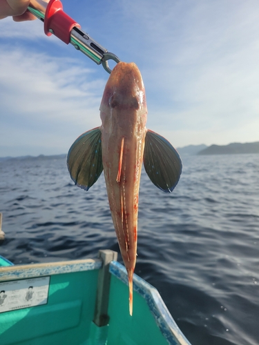 ホウボウの釣果