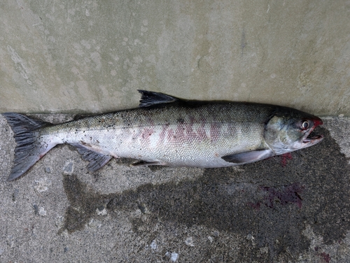 シロザケの釣果