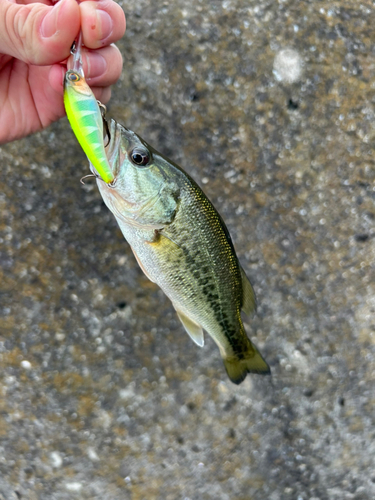 ブラックバスの釣果