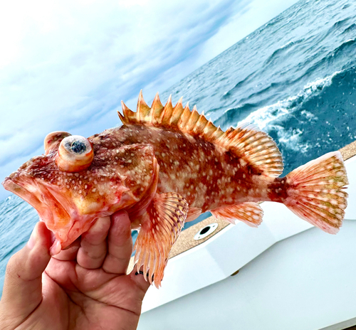 ウッカリカサゴの釣果