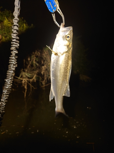 スズキの釣果