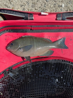 クチブトグレの釣果