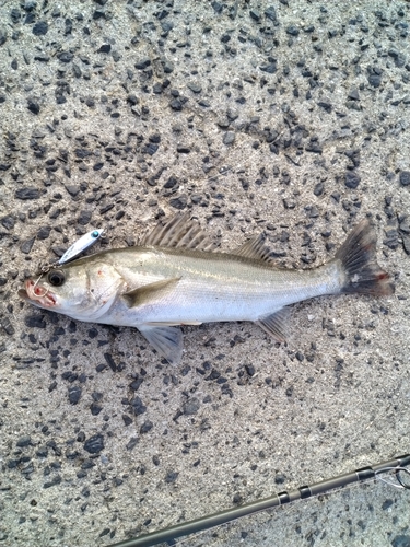 セイゴ（マルスズキ）の釣果