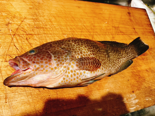 オオモンハタの釣果