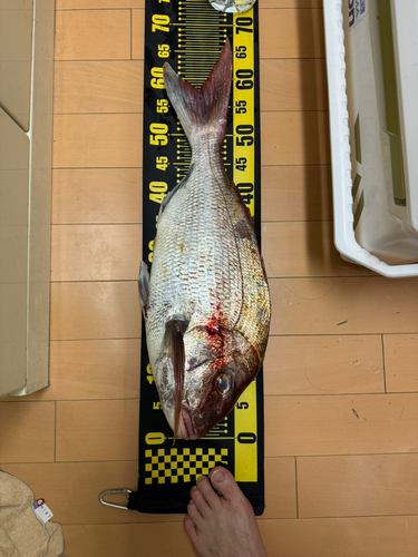 マダイの釣果