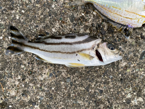 コトヒキの釣果