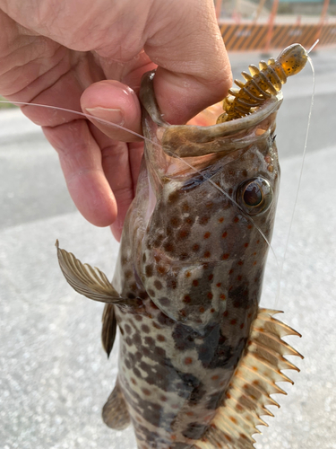 チャイロマルハタの釣果