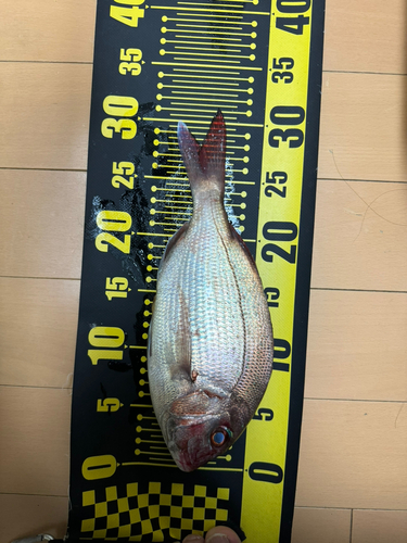 マダイの釣果