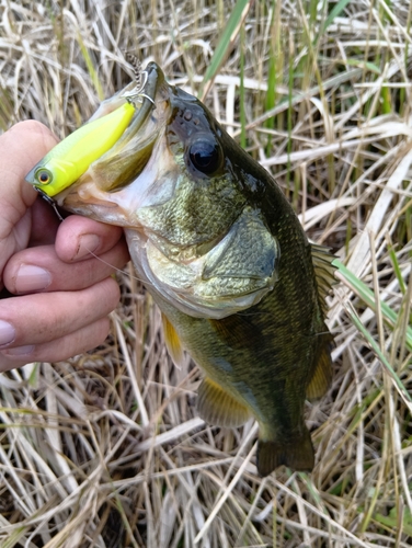 ラージマウスバスの釣果