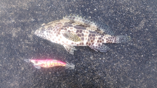 オオモンハタの釣果