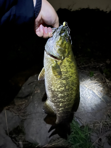 スモールマウスバスの釣果