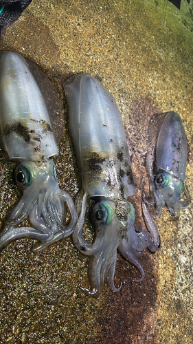 アオリイカの釣果