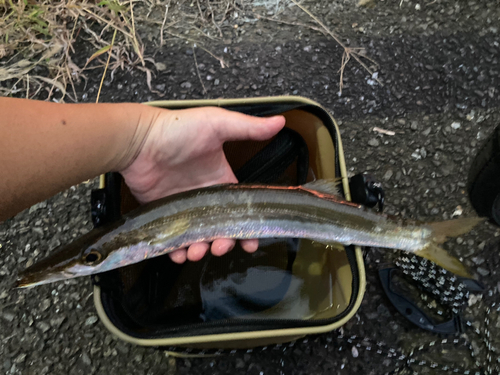 カマスの釣果