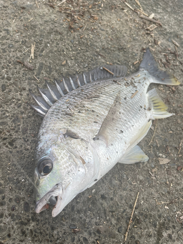 キビレの釣果