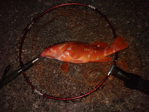 アカハタの釣果