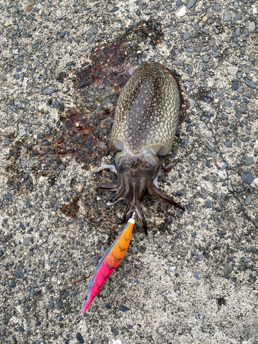 シリヤケイカの釣果