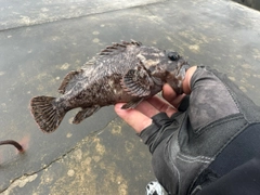 ムラソイの釣果