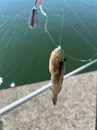 マハゼの釣果