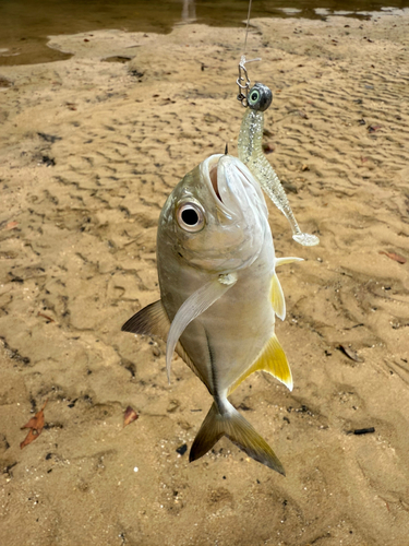 メッキの釣果