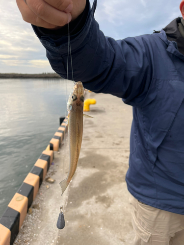 メジナの釣果