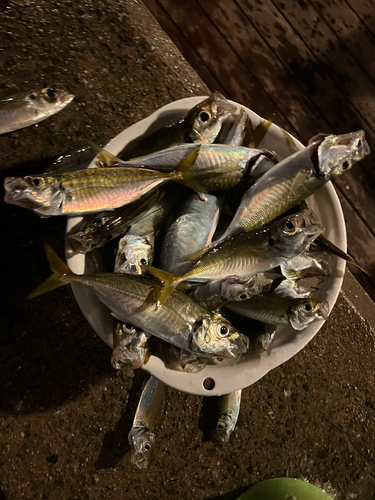 アジの釣果