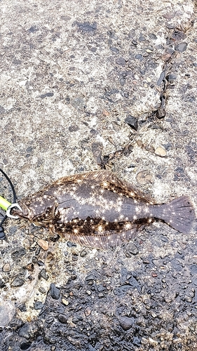 アコウの釣果