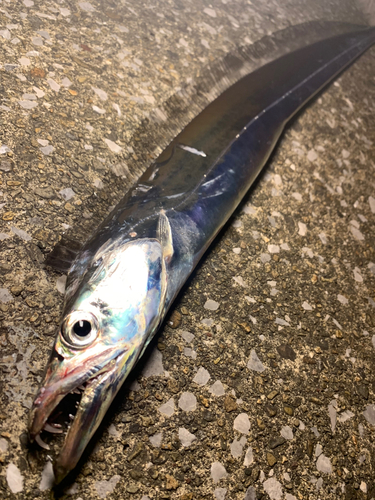 タチウオの釣果